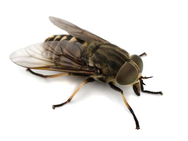 This image has an empty alt attribute; its file name is istock_000045227998large-horse-fly.jpg